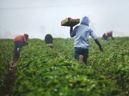 Sustainable Farming