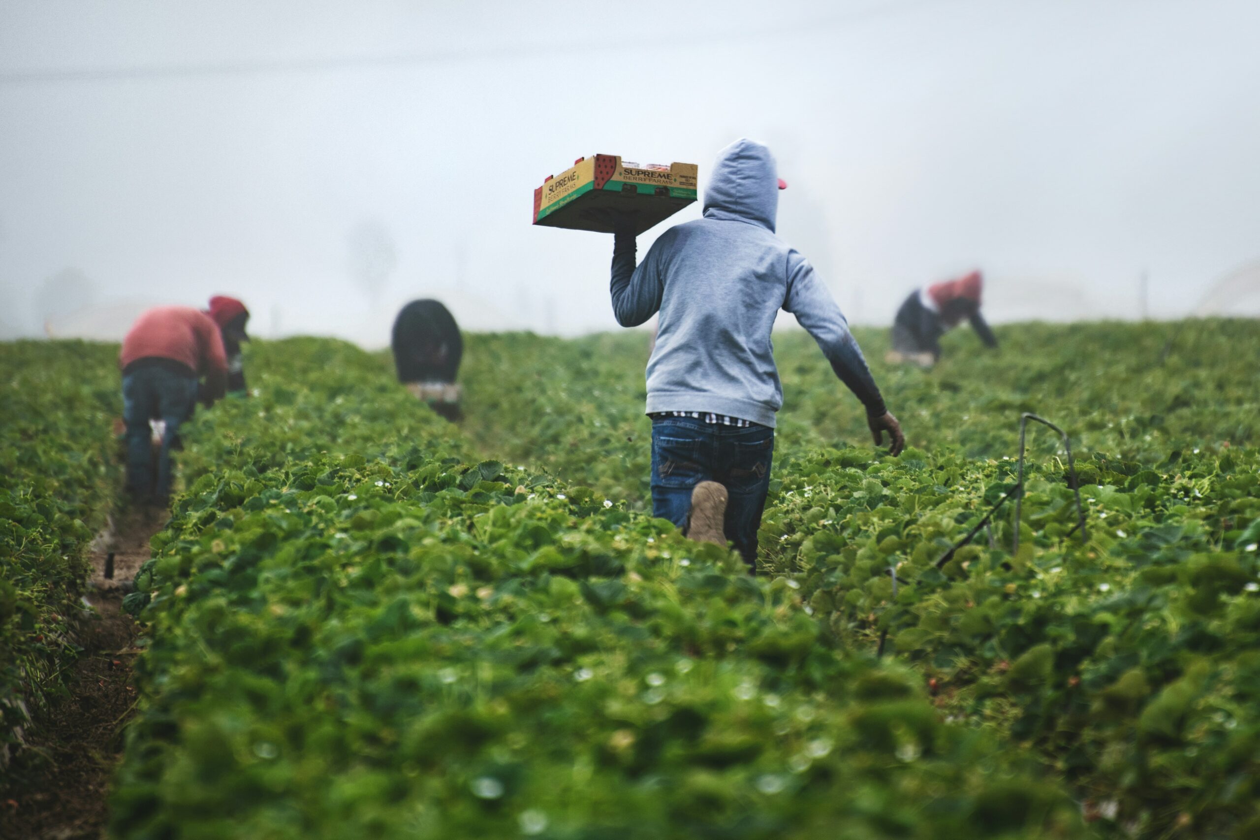 Sustainable Farming