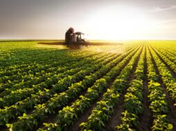 sustainable farming strategies