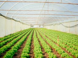 Sustainable Farming